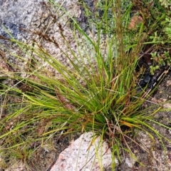 Lepidosperma laterale at Paddys River, ACT - 22 Sep 2022