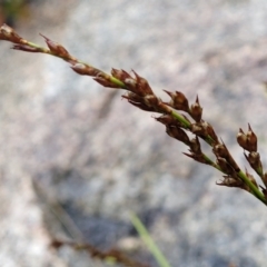 Lepidosperma laterale at Paddys River, ACT - 22 Sep 2022 10:54 AM