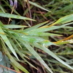 Stypandra glauca at Paddys River, ACT - 22 Sep 2022 10:46 AM