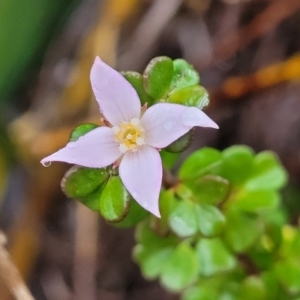 Boronia algida at Paddys River, ACT - suppressed