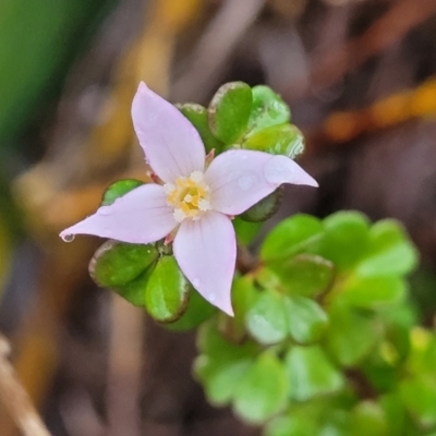 Boronia algida (Alpine Boronia) at Paddys River, ACT - 22 Sep 2022 by trevorpreston