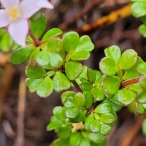 Boronia algida at Paddys River, ACT - suppressed