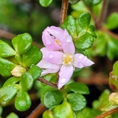 Boronia algida at Paddys River, ACT - suppressed