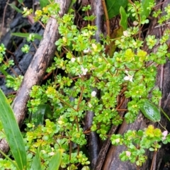 Boronia algida at Paddys River, ACT - suppressed