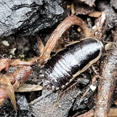 Drymaplaneta sp. (genus) (Unidentified Wood Runner) at Paddys River, ACT - 22 Sep 2022 by trevorpreston