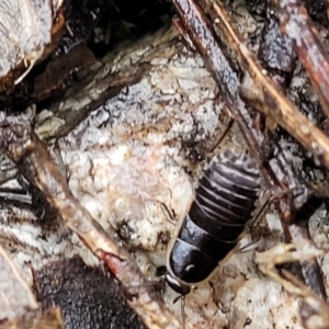 Drymaplaneta sp. (genus) at Paddys River, ACT - 22 Sep 2022 10:27 AM