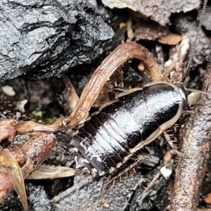 Drymaplaneta sp. (genus) at Paddys River, ACT - 22 Sep 2022 10:27 AM