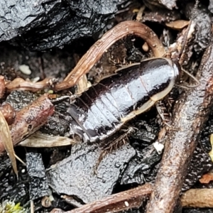 Drymaplaneta sp. (genus) at Paddys River, ACT - 22 Sep 2022 10:27 AM