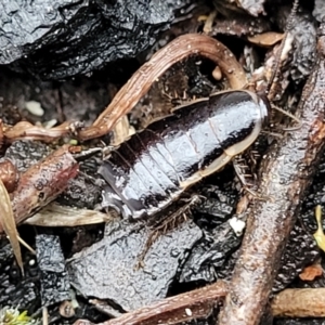 Drymaplaneta sp. (genus) at Paddys River, ACT - 22 Sep 2022 10:27 AM