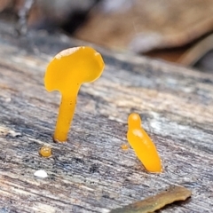 Dacryopinax spathularia (Dacryopinax spathularia) at Gibraltar Pines - 22 Sep 2022 by trevorpreston