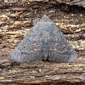 Praxis edwardsii at Paddys River, ACT - 22 Sep 2022 10:20 AM