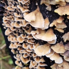 Stereum hirsutum (Hairy Curtain Crust) at Gibraltar Pines - 22 Sep 2022 by trevorpreston