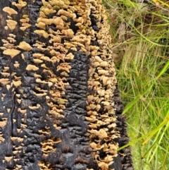 Stereum hirsutum at Paddys River, ACT - 22 Sep 2022 10:10 AM