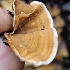 Stereum hirsutum at Paddys River, ACT - 22 Sep 2022