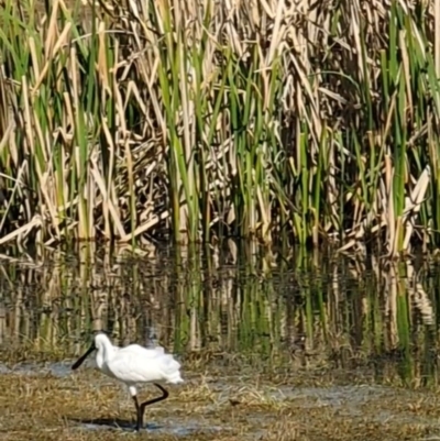 Platalea regia (Royal Spoonbill) at Jerrabomberra Wetlands - 18 Sep 2022 by dougsky