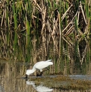 Platalea regia at Fyshwick, ACT - 18 Sep 2022