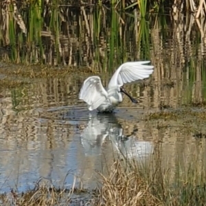 Platalea regia at Fyshwick, ACT - 18 Sep 2022