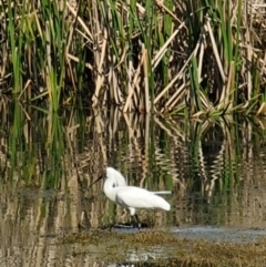 Platalea regia at Fyshwick, ACT - 18 Sep 2022