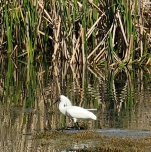 Platalea regia at Fyshwick, ACT - 18 Sep 2022