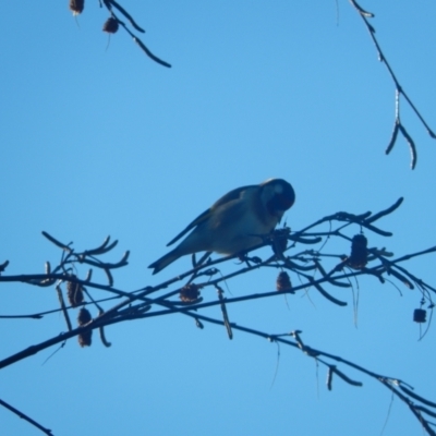 Carduelis carduelis (European Goldfinch) at Margate, TAS - 9 Jul 2019 by Daniel Montes