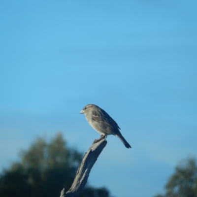 Passer domesticus (House Sparrow) at Margate, TAS - 9 Jul 2019 by Amata