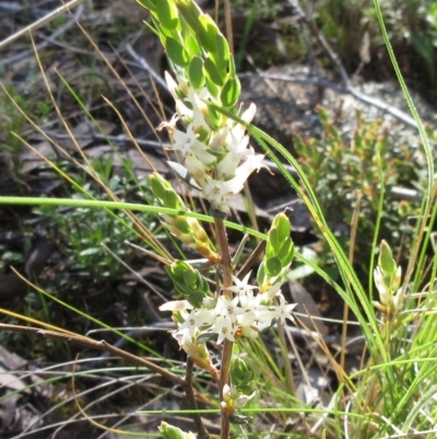 Brachyloma daphnoides (Daphne Heath) at Hawker, ACT - 20 Sep 2022 by sangio7