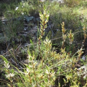 Brachyloma daphnoides at Hawker, ACT - 20 Sep 2022 10:10 AM