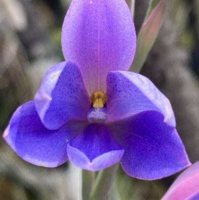 Thelymitra ixioides (Dotted Sun Orchid) at Jerrawangala, NSW - 14 Sep 2022 by AnneG1