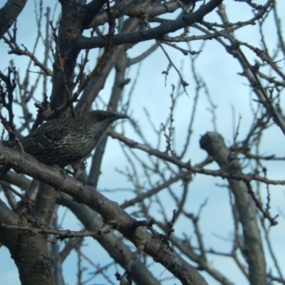 Anthochaera chrysoptera (Little Wattlebird) at Margate, TAS - 10 Jul 2019 by Amata