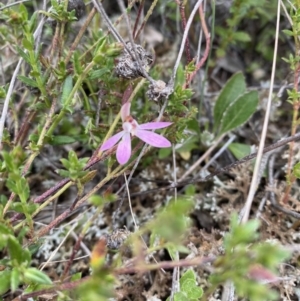 Caladenia fuscata at Watson, ACT - 22 Sep 2022