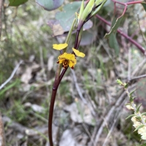 Diuris pardina at Watson, ACT - suppressed