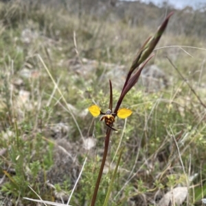 Diuris pardina at Watson, ACT - suppressed