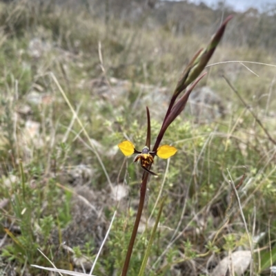 Diuris pardina (Leopard Doubletail) at Watson, ACT - 22 Sep 2022 by simonstratford