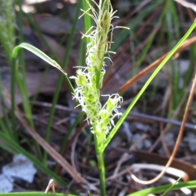 Carex breviculmis (Short-Stem Sedge) at The Pinnacle - 20 Sep 2022 by sangio7