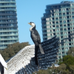 Microcarbo melanoleucos (Little Pied Cormorant) at Amaroo, ACT - 3 May 2020 by Amata