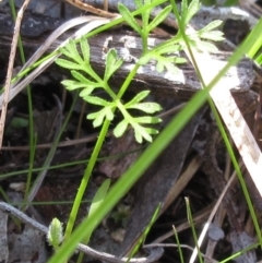 Daucus glochidiatus (Australian Carrot) at Hawker, ACT - 20 Sep 2022 by sangio7