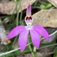 Caladenia catenata (White Fingers) at Callala Beach, NSW - 15 Sep 2022 by AnneG1