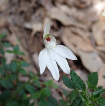 Caladenia catenata (White Fingers) at Callala Beach, NSW - 15 Sep 2022 by AnneG1