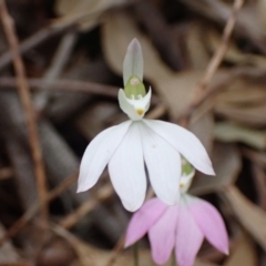 Caladenia catenata (White Fingers) at Callala Beach, NSW - 15 Sep 2022 by AnneG1