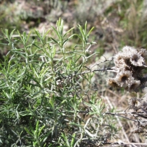 Chrysocephalum semipapposum at Hawker, ACT - 20 Sep 2022