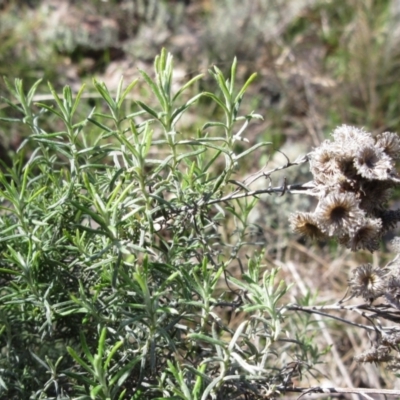 Chrysocephalum semipapposum (Clustered Everlasting) at Hawker, ACT - 20 Sep 2022 by sangio7