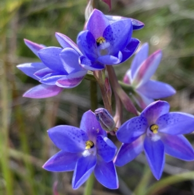 Thelymitra ixioides (Dotted Sun Orchid) at Vincentia, NSW - 17 Sep 2022 by AnneG1