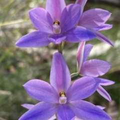 Thelymitra ixioides (Dotted Sun Orchid) at Vincentia, NSW - 17 Sep 2022 by AnneG1