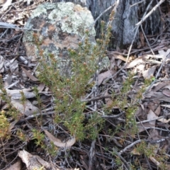 Hibbertia sp. (Guinea Flower) at The Pinnacle - 20 Sep 2022 by sangio7