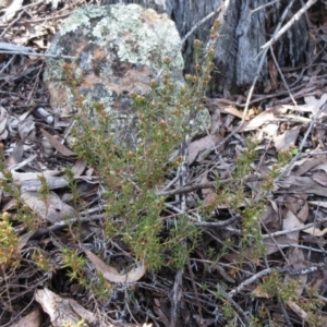 Hibbertia sp. at Hawker, ACT - 20 Sep 2022 11:24 AM