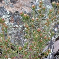 Hibbertia sp. at Hawker, ACT - 20 Sep 2022 11:24 AM