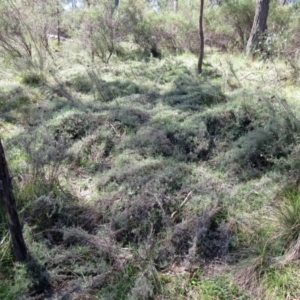 Chrysocephalum semipapposum at Hawker, ACT - 20 Sep 2022