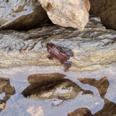 Crinia signifera (Common Eastern Froglet) at Bungendore, NSW - 22 Sep 2022 by clarehoneydove