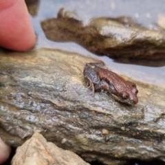 Crinia signifera at Bungendore, NSW - 22 Sep 2022