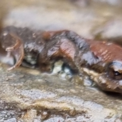 Crinia signifera at Bungendore, NSW - 22 Sep 2022